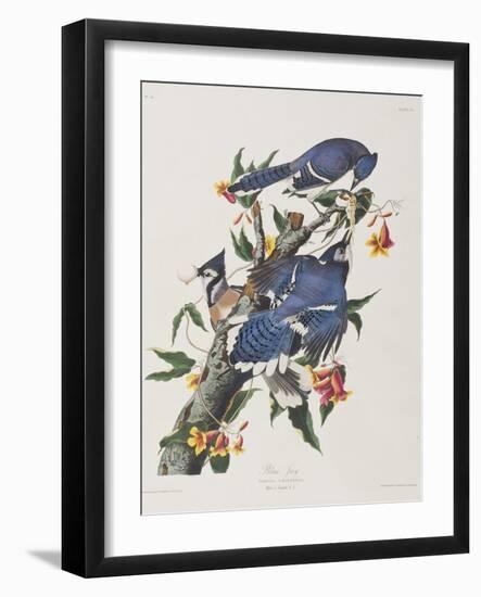 Illustration from 'Birds of America', 1827-38-John James Audubon-Framed Giclee Print