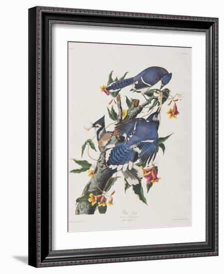 Illustration from 'Birds of America', 1827-38-John James Audubon-Framed Giclee Print