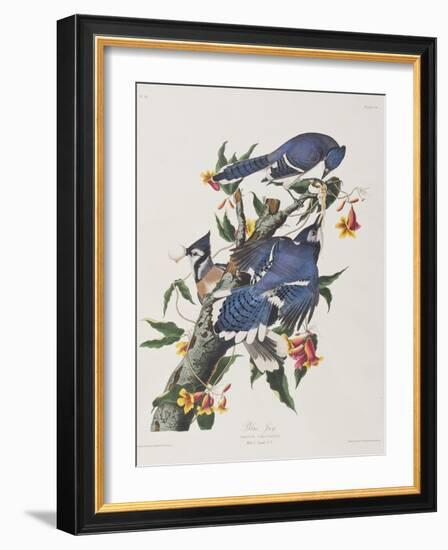 Illustration from 'Birds of America', 1827-38-John James Audubon-Framed Giclee Print