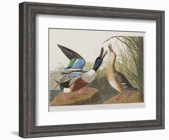 Illustration from 'Birds of America', 1827-38-John James Audubon-Framed Giclee Print