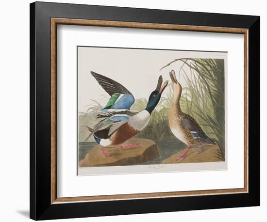 Illustration from 'Birds of America', 1827-38-John James Audubon-Framed Giclee Print