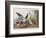 Illustration from 'Birds of America', 1827-38-John James Audubon-Framed Giclee Print