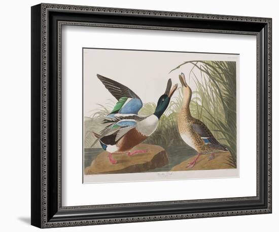 Illustration from 'Birds of America', 1827-38-John James Audubon-Framed Giclee Print