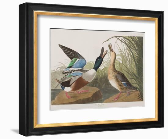 Illustration from 'Birds of America', 1827-38-John James Audubon-Framed Giclee Print