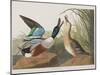 Illustration from 'Birds of America', 1827-38-John James Audubon-Mounted Giclee Print