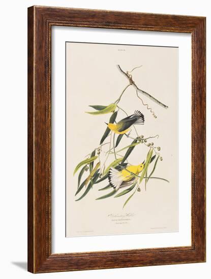 Illustration from 'Birds of America', 1827-38-John James Audubon-Framed Giclee Print