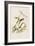 Illustration from 'Birds of America', 1827-38-John James Audubon-Framed Giclee Print