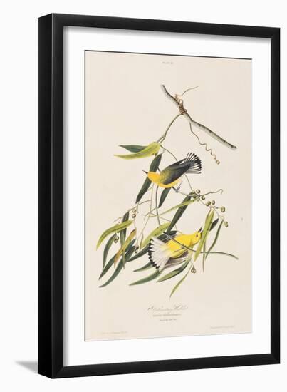 Illustration from 'Birds of America', 1827-38-John James Audubon-Framed Giclee Print