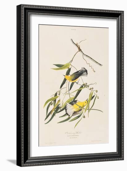 Illustration from 'Birds of America', 1827-38-John James Audubon-Framed Giclee Print