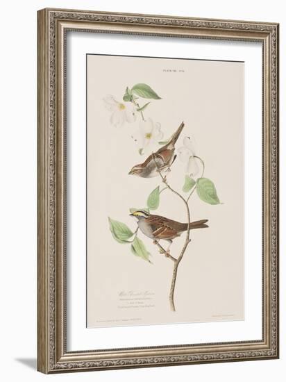 Illustration from 'Birds of America', 1827-38-John James Audubon-Framed Giclee Print