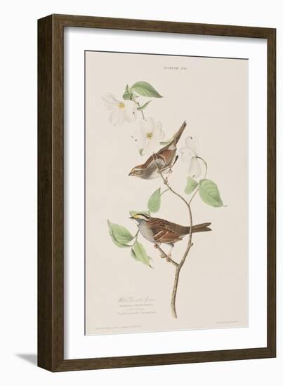 Illustration from 'Birds of America', 1827-38-John James Audubon-Framed Giclee Print