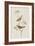 Illustration from 'Birds of America', 1827-38-John James Audubon-Framed Giclee Print