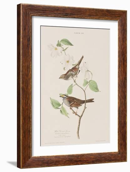 Illustration from 'Birds of America', 1827-38-John James Audubon-Framed Giclee Print