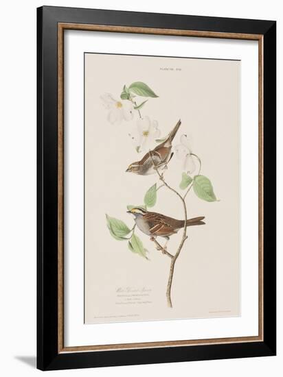 Illustration from 'Birds of America', 1827-38-John James Audubon-Framed Giclee Print