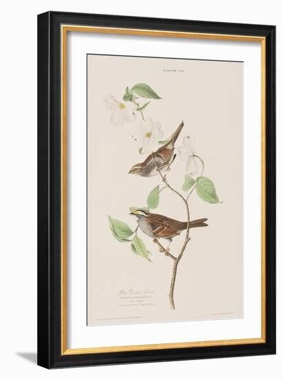 Illustration from 'Birds of America', 1827-38-John James Audubon-Framed Giclee Print