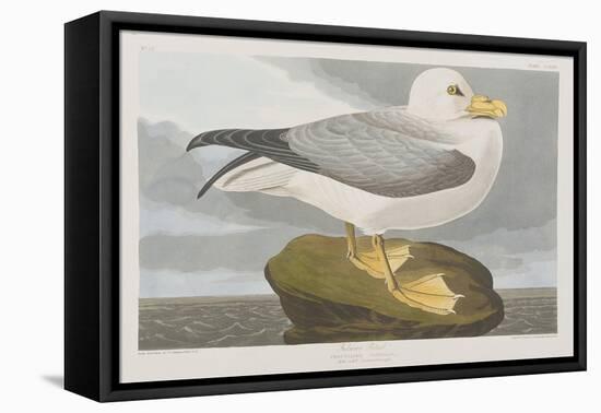 Illustration from 'Birds of America', 1827-38-John James Audubon-Framed Premier Image Canvas