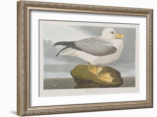 Illustration from 'Birds of America', 1827-38-John James Audubon-Framed Giclee Print