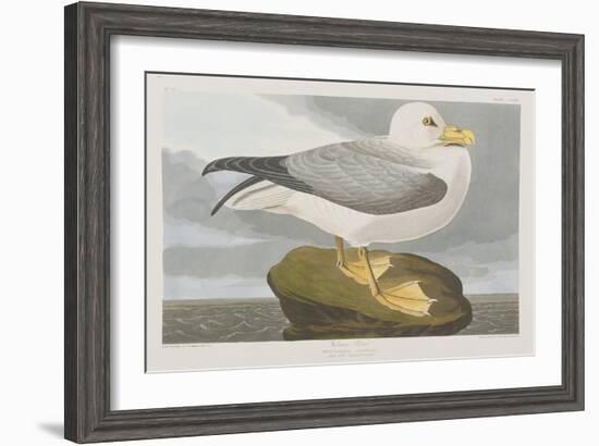 Illustration from 'Birds of America', 1827-38-John James Audubon-Framed Giclee Print