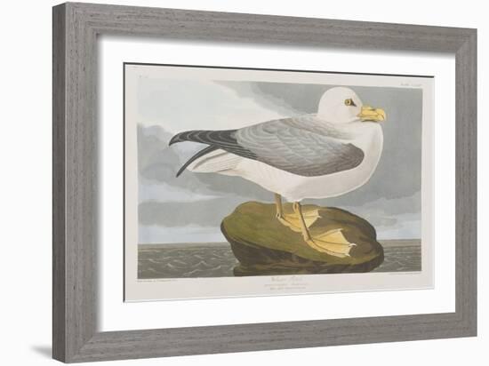 Illustration from 'Birds of America', 1827-38-John James Audubon-Framed Giclee Print