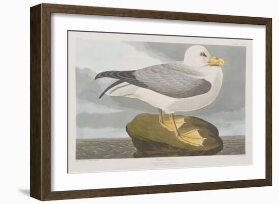 Illustration from 'Birds of America', 1827-38-John James Audubon-Framed Giclee Print