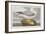 Illustration from 'Birds of America', 1827-38-John James Audubon-Framed Giclee Print