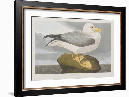 Illustration from 'Birds of America', 1827-38-John James Audubon-Framed Giclee Print