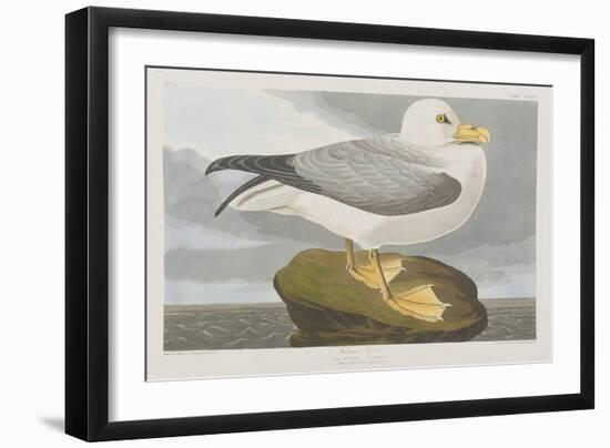 Illustration from 'Birds of America', 1827-38-John James Audubon-Framed Giclee Print