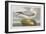 Illustration from 'Birds of America', 1827-38-John James Audubon-Framed Giclee Print