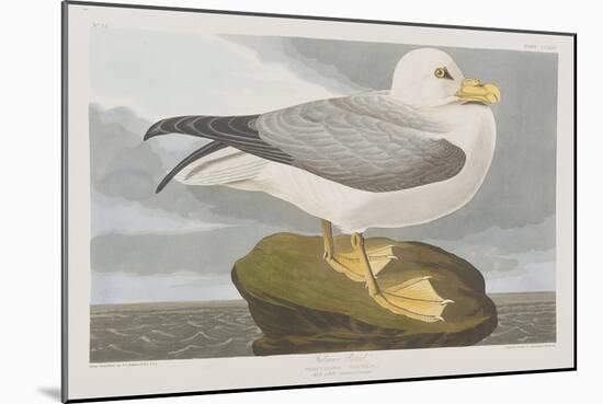 Illustration from 'Birds of America', 1827-38-John James Audubon-Mounted Giclee Print