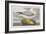 Illustration from 'Birds of America', 1827-38-John James Audubon-Framed Giclee Print