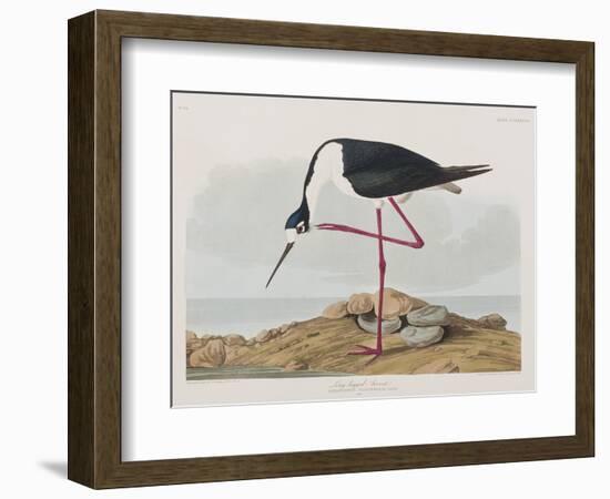 Illustration from 'Birds of America', 1827-38-John James Audubon-Framed Giclee Print