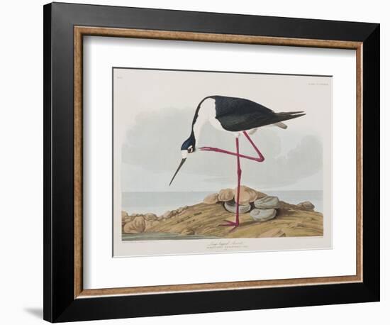 Illustration from 'Birds of America', 1827-38-John James Audubon-Framed Giclee Print