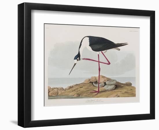 Illustration from 'Birds of America', 1827-38-John James Audubon-Framed Giclee Print