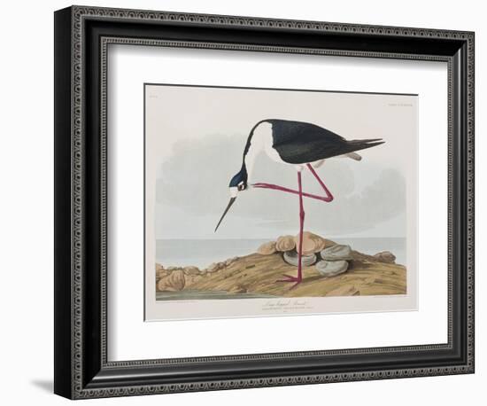 Illustration from 'Birds of America', 1827-38-John James Audubon-Framed Giclee Print