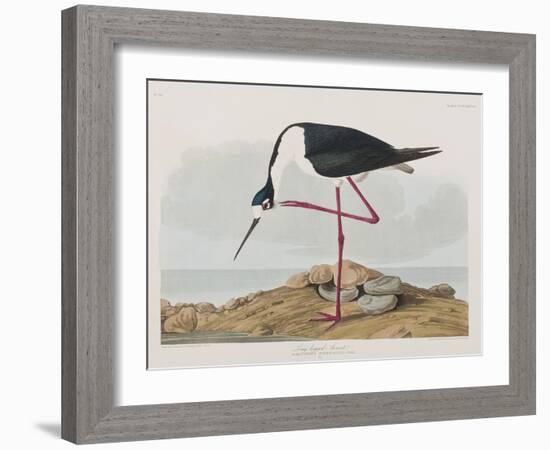 Illustration from 'Birds of America', 1827-38-John James Audubon-Framed Giclee Print