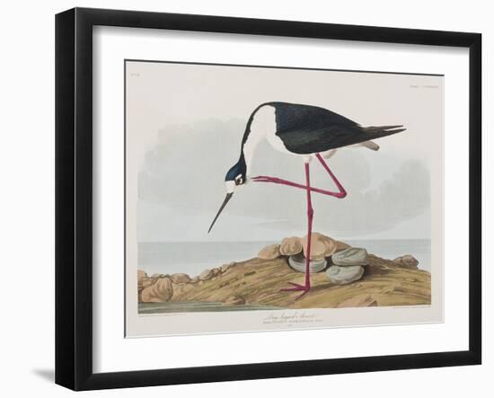 Illustration from 'Birds of America', 1827-38-John James Audubon-Framed Giclee Print