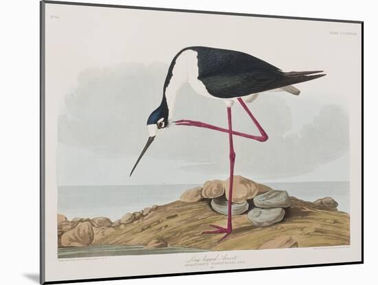 Illustration from 'Birds of America', 1827-38-John James Audubon-Mounted Giclee Print