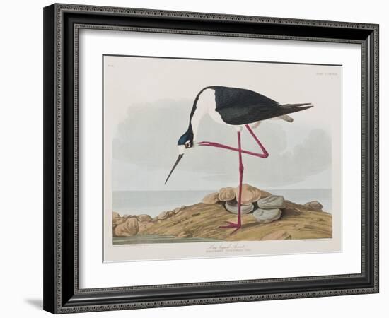 Illustration from 'Birds of America', 1827-38-John James Audubon-Framed Giclee Print