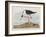 Illustration from 'Birds of America', 1827-38-John James Audubon-Framed Giclee Print