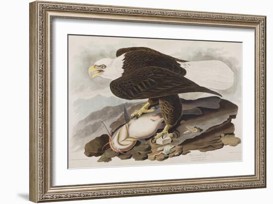 Illustration from 'Birds of America', 1827-38-John James Audubon-Framed Giclee Print