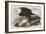 Illustration from 'Birds of America', 1827-38-John James Audubon-Framed Giclee Print