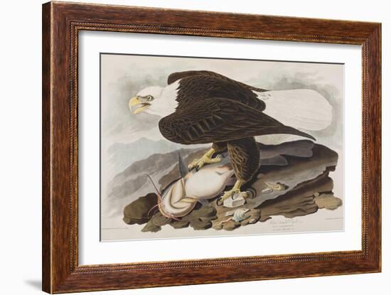 Illustration from 'Birds of America', 1827-38-John James Audubon-Framed Giclee Print