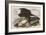 Illustration from 'Birds of America', 1827-38-John James Audubon-Framed Giclee Print