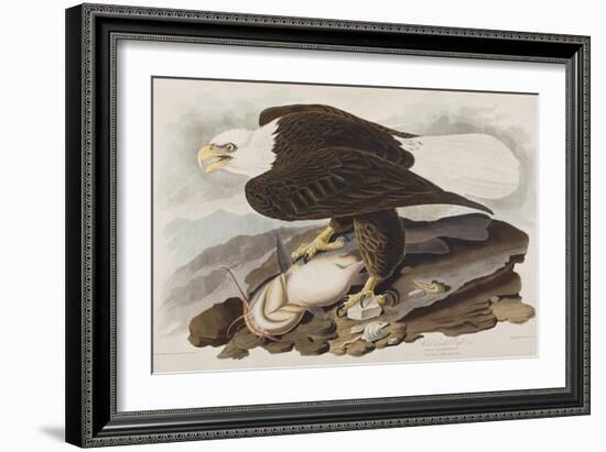 Illustration from 'Birds of America', 1827-38-John James Audubon-Framed Giclee Print