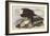 Illustration from 'Birds of America', 1827-38-John James Audubon-Framed Giclee Print