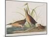 Illustration from 'Birds of America', 1827-38-John James Audubon-Mounted Giclee Print