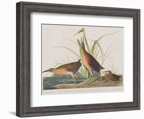 Illustration from 'Birds of America', 1827-38-John James Audubon-Framed Giclee Print