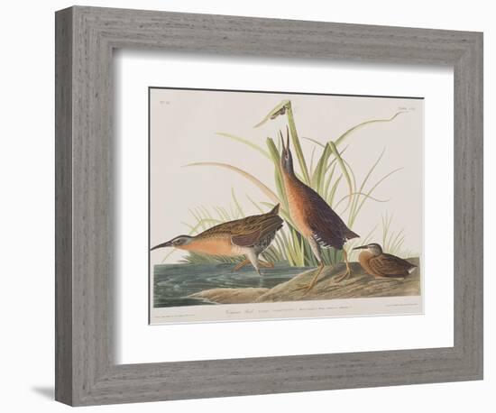 Illustration from 'Birds of America', 1827-38-John James Audubon-Framed Giclee Print