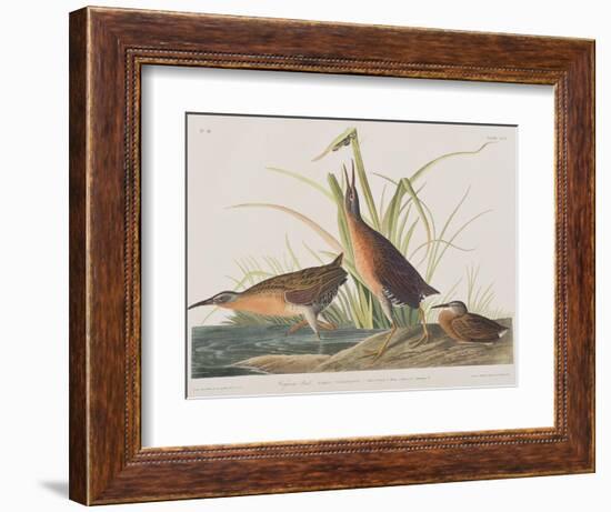 Illustration from 'Birds of America', 1827-38-John James Audubon-Framed Giclee Print