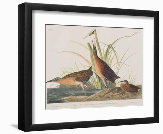 Illustration from 'Birds of America', 1827-38-John James Audubon-Framed Giclee Print